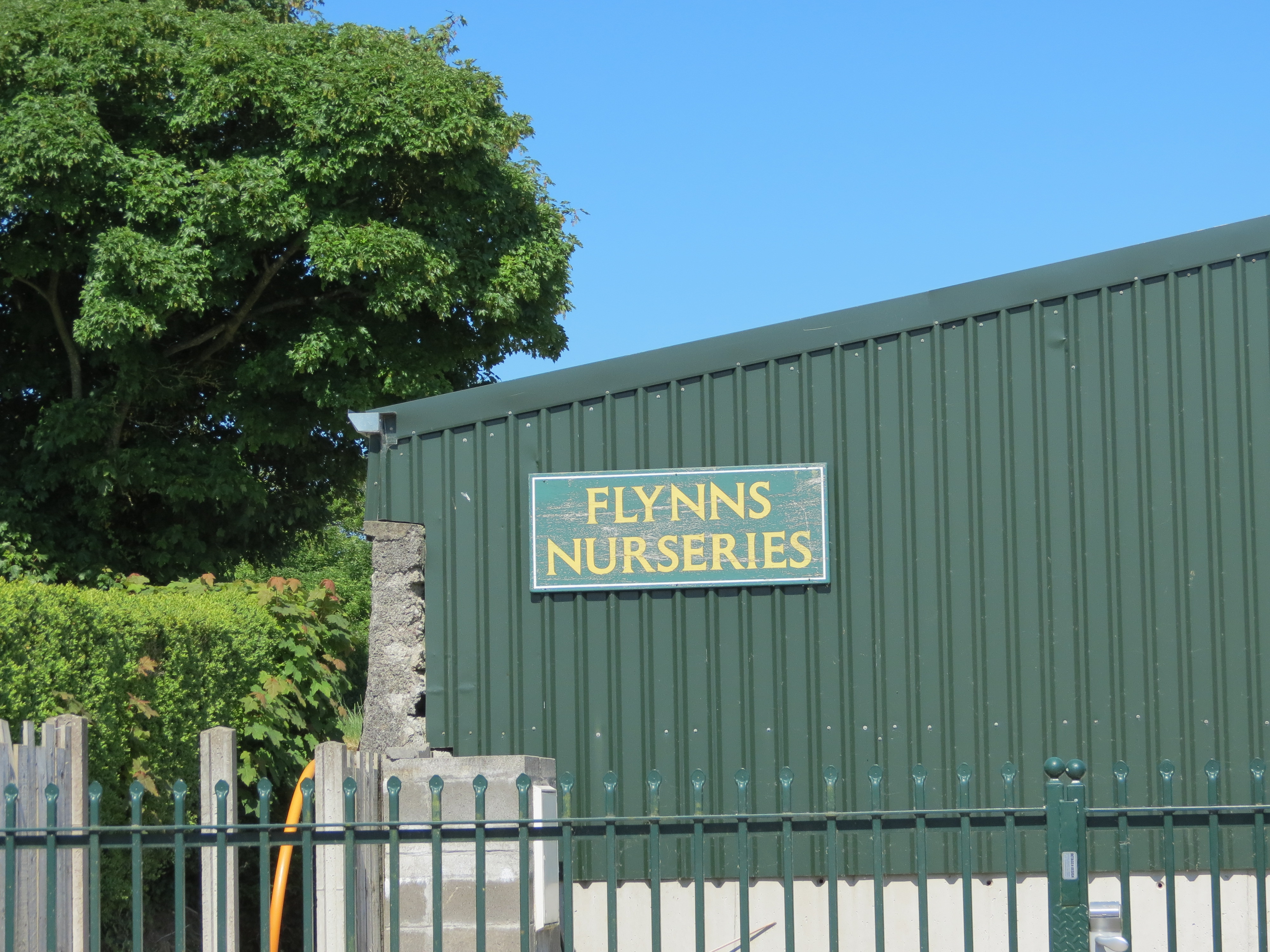 flynn311.JPG